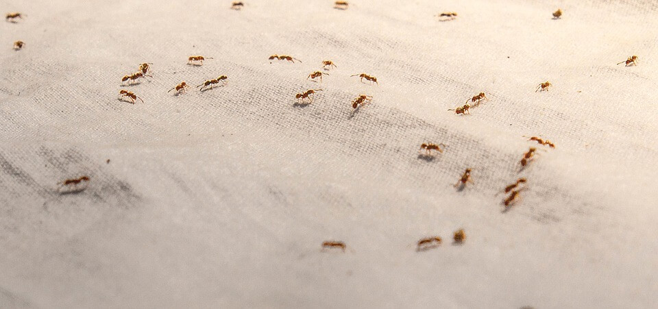 Banyak Semut Mengganggu di Rumahmu? Coba Usir dengan 6 Cara Mudah Ini