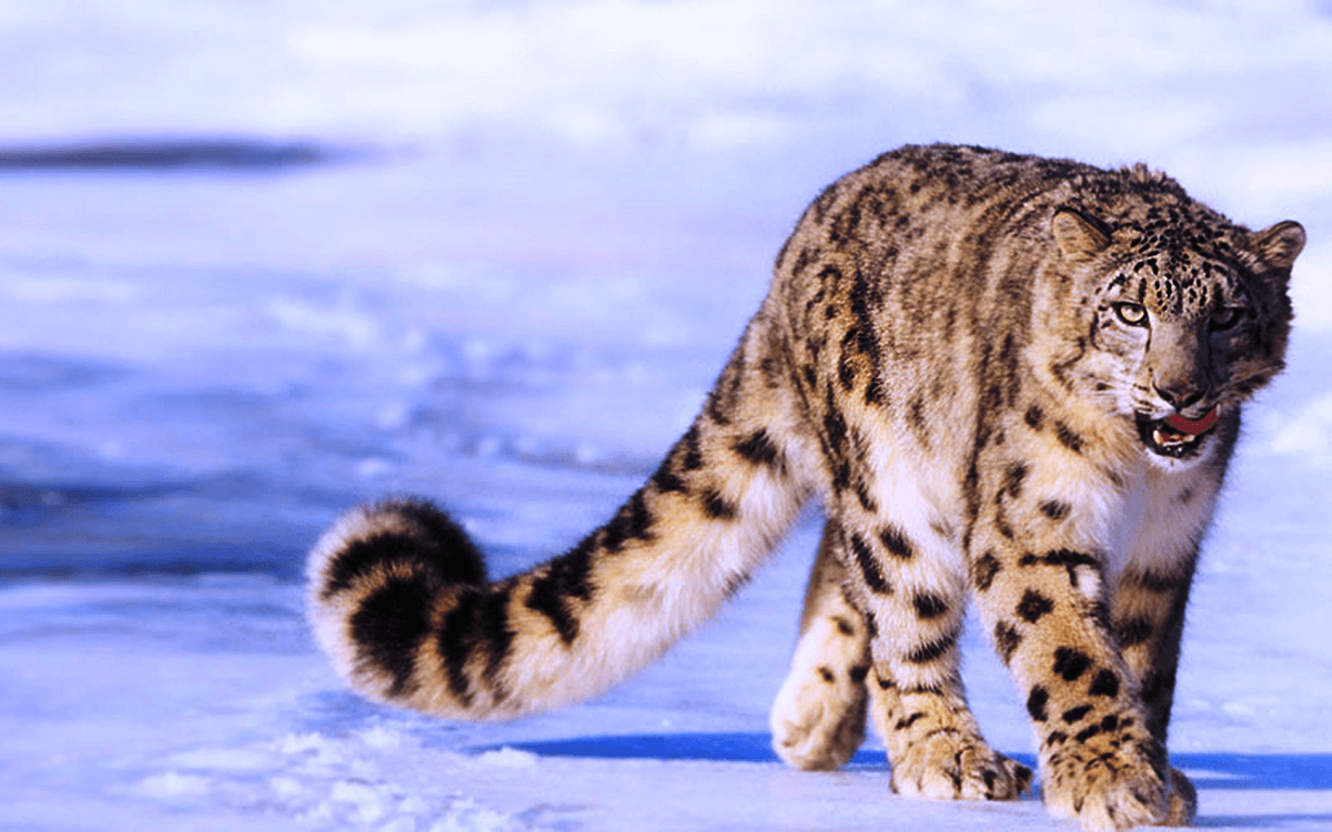 Kabar Gembira untuk Dunia, Macan Tutul Salju Sudah Bebas dari Status ‘Terancam Punah’!