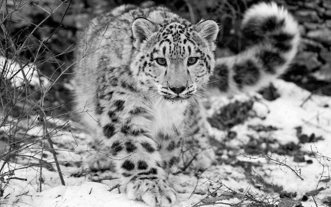 Kabar Gembira untuk Dunia, Macan Tutul Salju Sudah Bebas dari Status ‘Terancam Punah’!