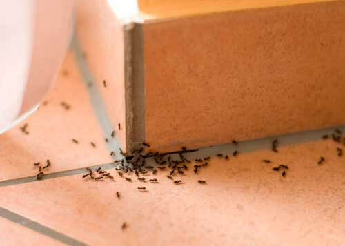 Banyak Semut Mengganggu di Rumahmu? Coba Usir dengan 6 Cara Mudah Ini