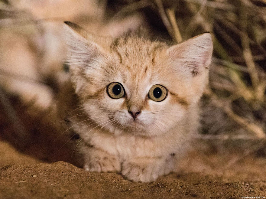 Too Cute Too Be True: Anak Kucing Pasir Liar Tertangkap Kamera untuk Pertama Kalinya!