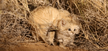 Too Cute Too Be True: Anak Kucing Pasir Liar Tertangkap Kamera untuk Pertama Kalinya!