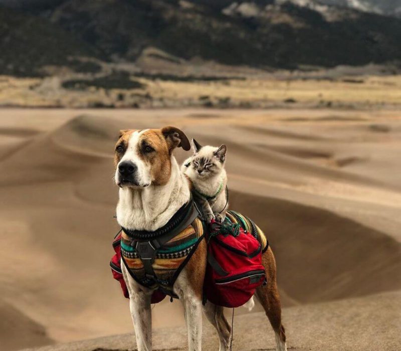 Galeri: Henry dan Baloo Membuktikan Bahwa Kucing dan Anjing Bisa Akur dan Traveling Bersama!