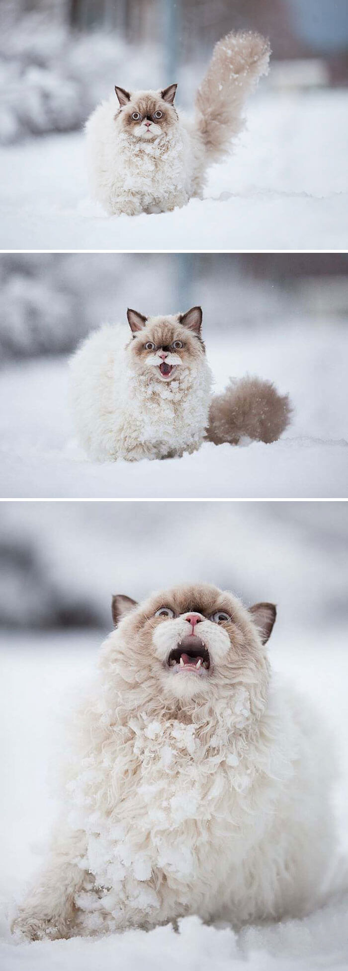 Cuteness Overload: Reaksi Para Hewan saat Pertama Kali Bertemu Salju