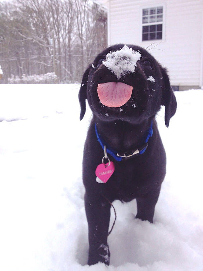 Cuteness Overload: Reaksi Para Hewan saat Pertama Kali Bertemu Salju