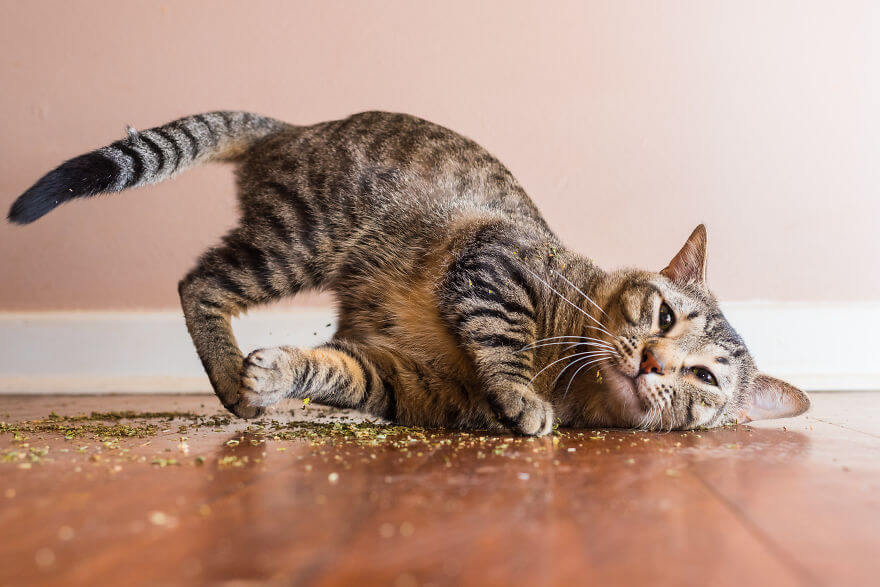 18 Foto Gemas Kucing yang “Mabuk” Catnip