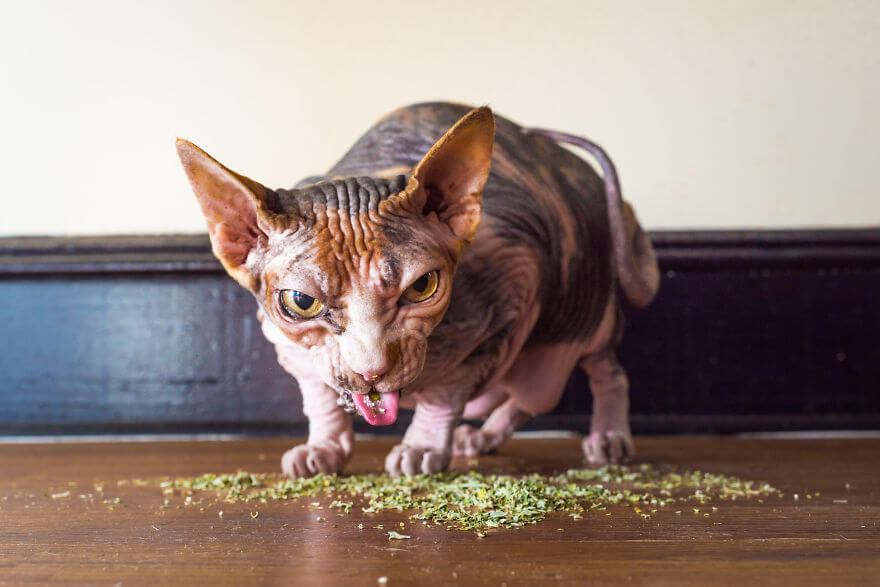 18 Foto Gemas Kucing yang “Mabuk” Catnip