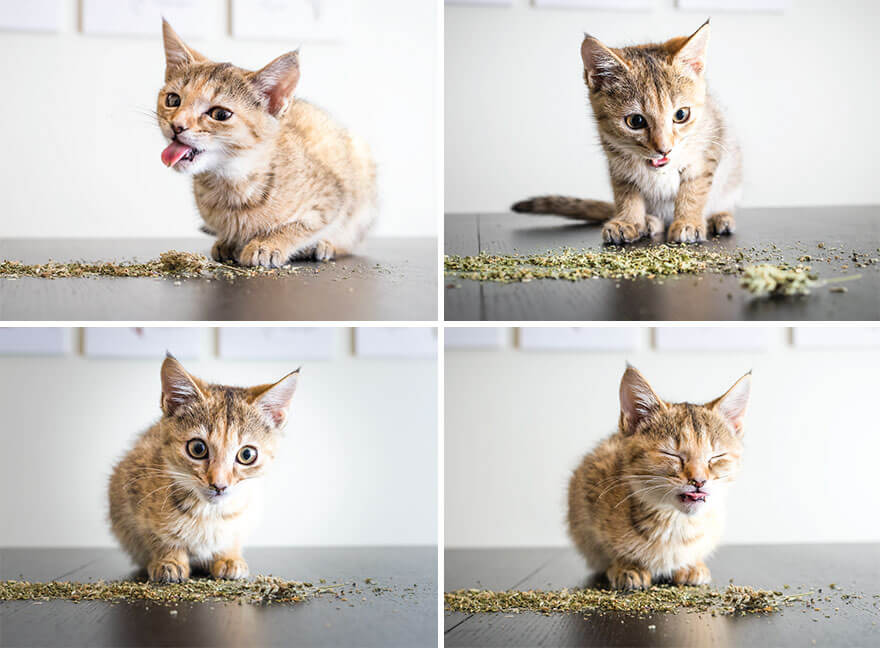 18 Foto Gemas Kucing yang “Mabuk” Catnip