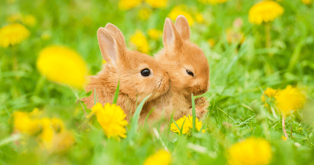 Negara Bagian California Resmi Melarang Uji Coba Produk Kecantikan pada Binatang