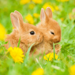 Negara Bagian California Resmi Melarang Uji Coba Produk Kecantikan pada Binatang