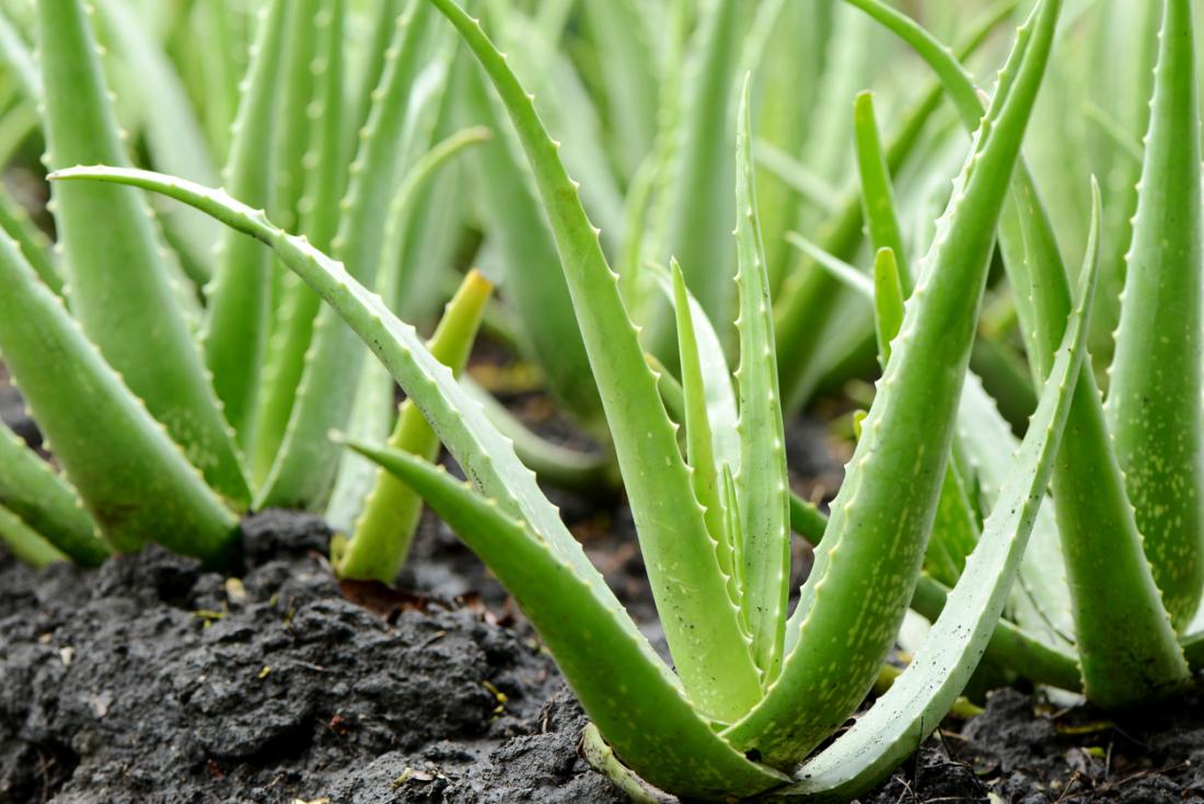 aloe vera a látáshoz