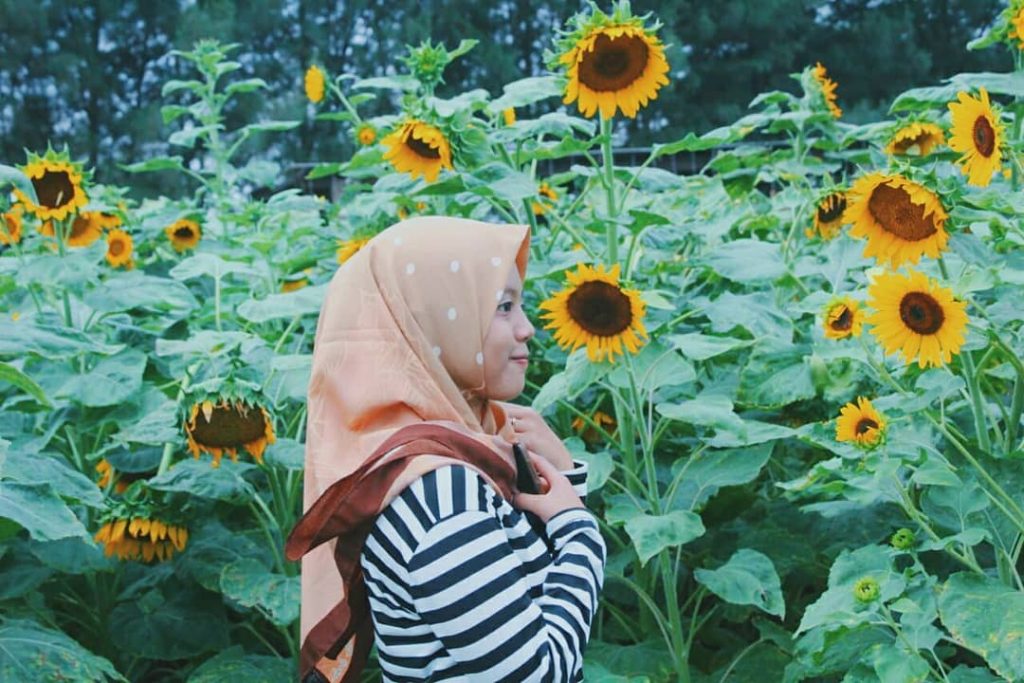 Wisata Bunga Matahari di Jawa Timur, Tak Perlu Jauh-jauh ke Saraburi Thailand