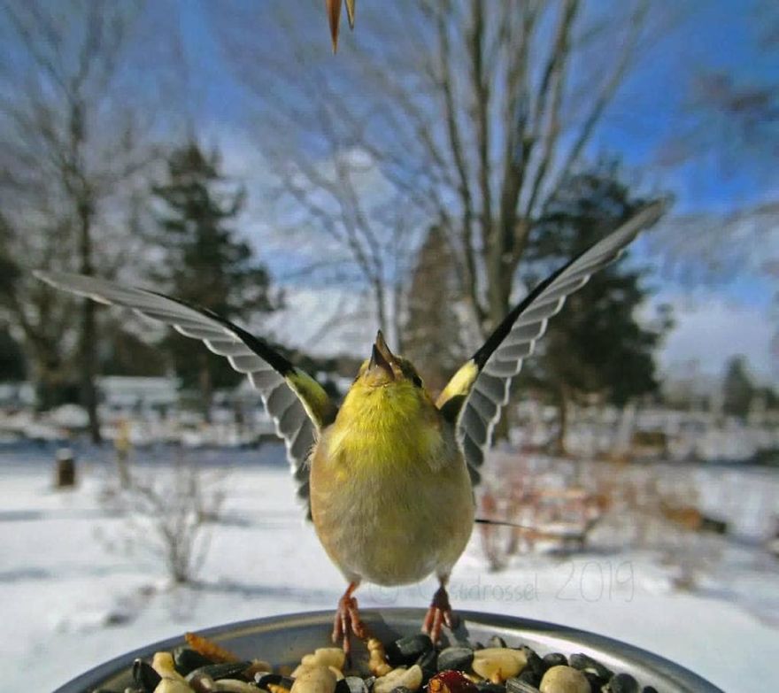 Menggemaskannya Pose Burung-burung dalam Photobooth Ini