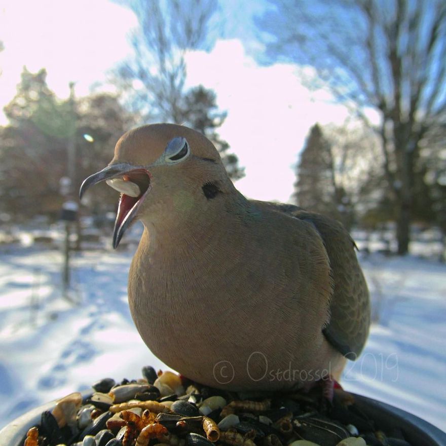 Menggemaskannya Pose Burung-burung dalam Photobooth Ini