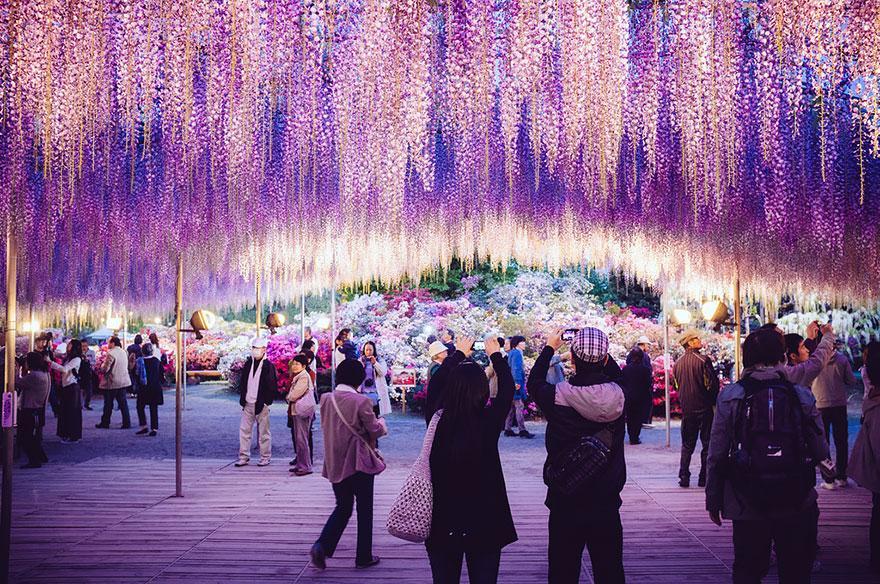 Menikmati Taman Wisteria Yang Memanjakan Mata di Jepang