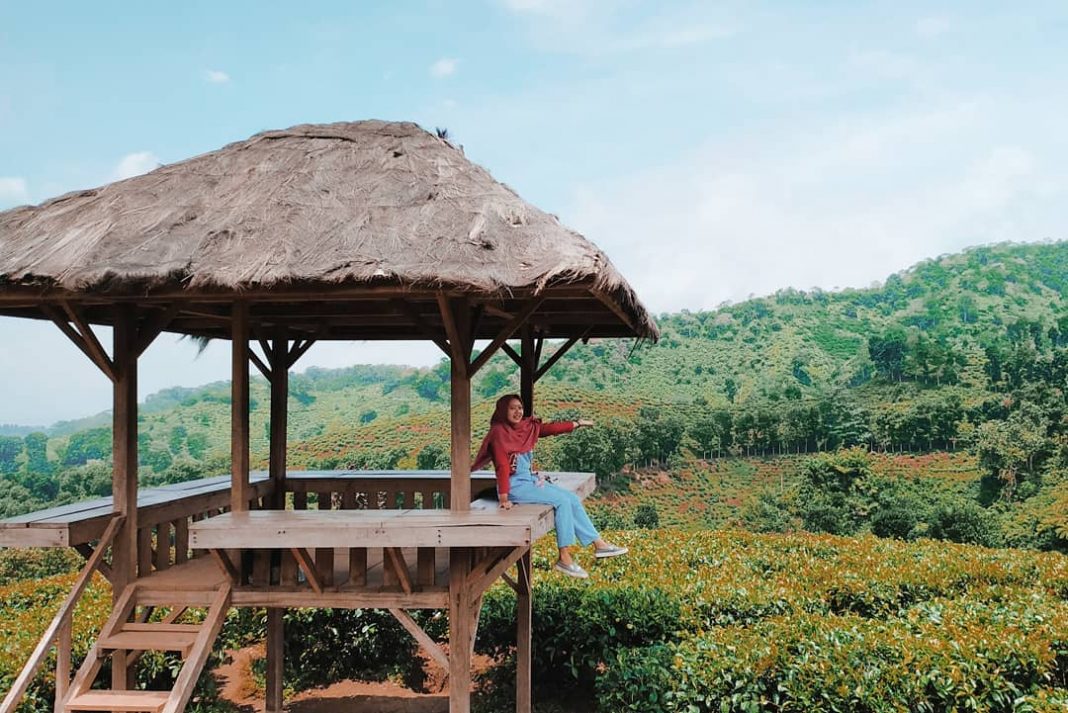 Perkebunan Teh dengan Spot Instagenic di Jawa Timur, Bikin Traveling Tambah Gencar