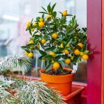 Small orange tree in flowerpot.
