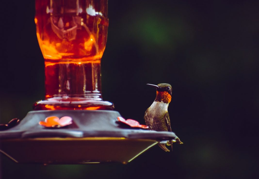 Undang Burung-Burung Cantik ke Halaman Rumah dengan DIY Bird Feeder Ini