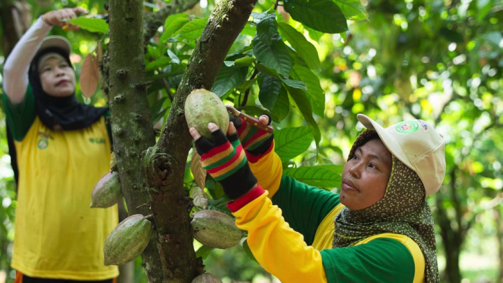 Jalankan Program Cocoa Life, Mondelez International Bina 37.600 Petani Kakao di Indonesia
