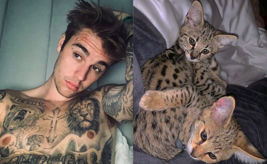 Justin Bieber dan PETA Berseteru Mengenai Pembelian Anak Kucing $35,000