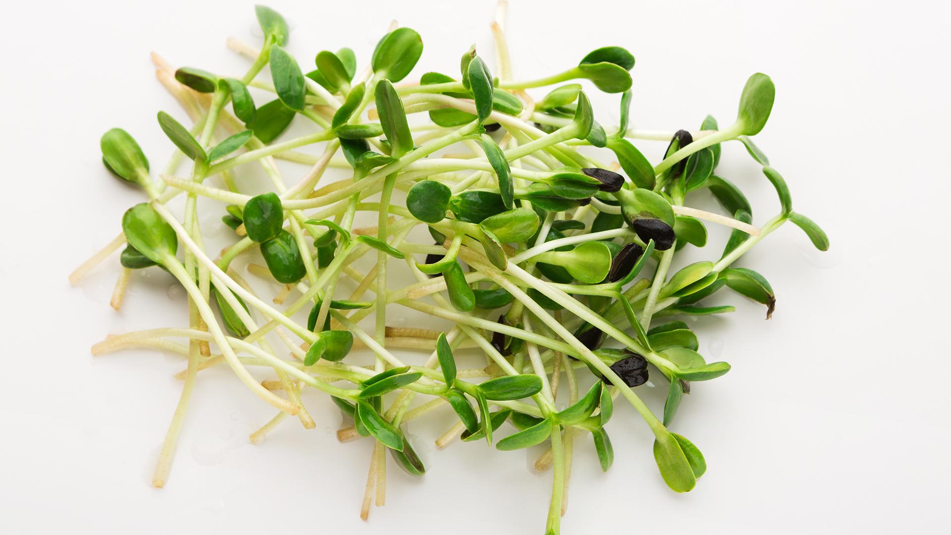 Broccoli Sprouts Купить