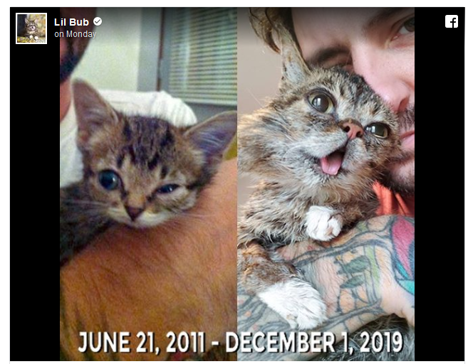 Kucing Internet, Lil Bub, Meninggal Dunia