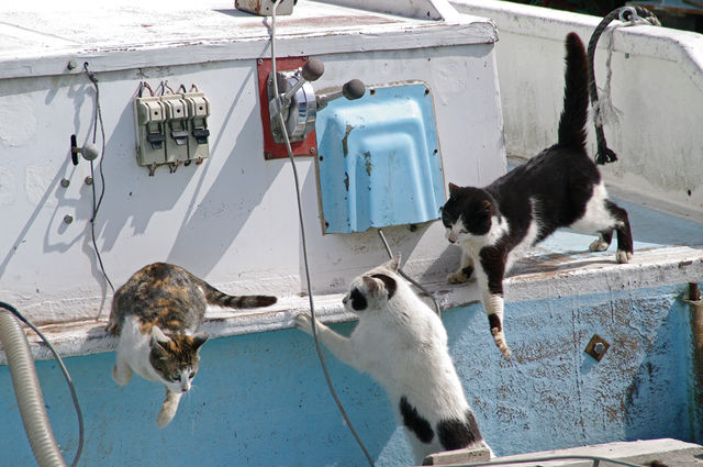 11 Wisata Pulau Kucing di Jepang