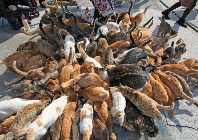 11 Wisata Pulau Kucing di Jepang