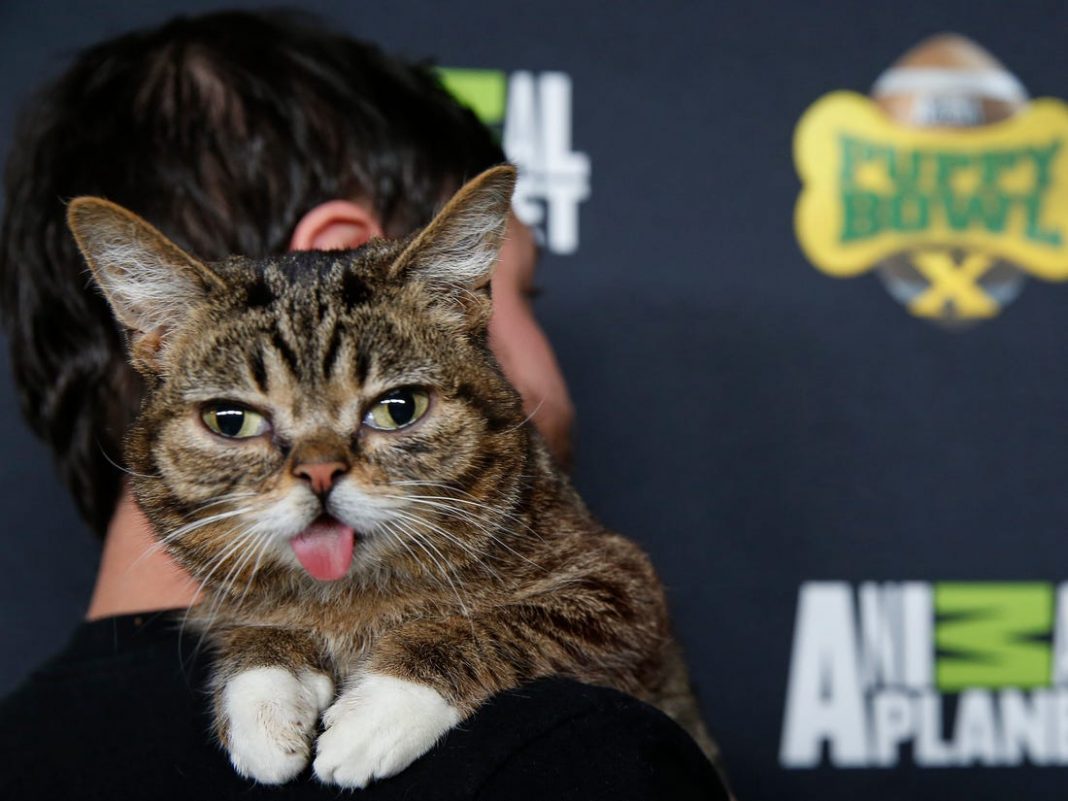Kucing Internet, Lil Bub, Meninggal Dunia