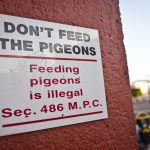 A “Don’t Feed the Pigeons” sign in San Francisco, California.
