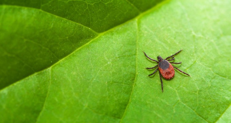 Segala yang Penting Diketahui Tentang Penyakit Lyme: Gejala dan Pengobatan