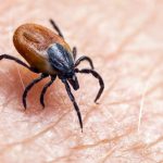 Segala yang Penting Diketahui Tentang Penyakit Lyme: Gejala dan Pengobatan
