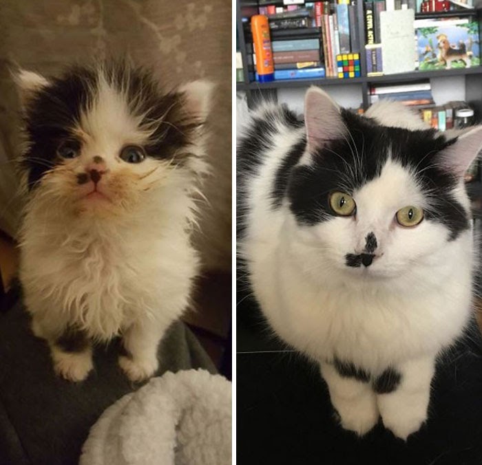 10 Gambar Kucing Before dan After Diadopsi, Beda Banget!