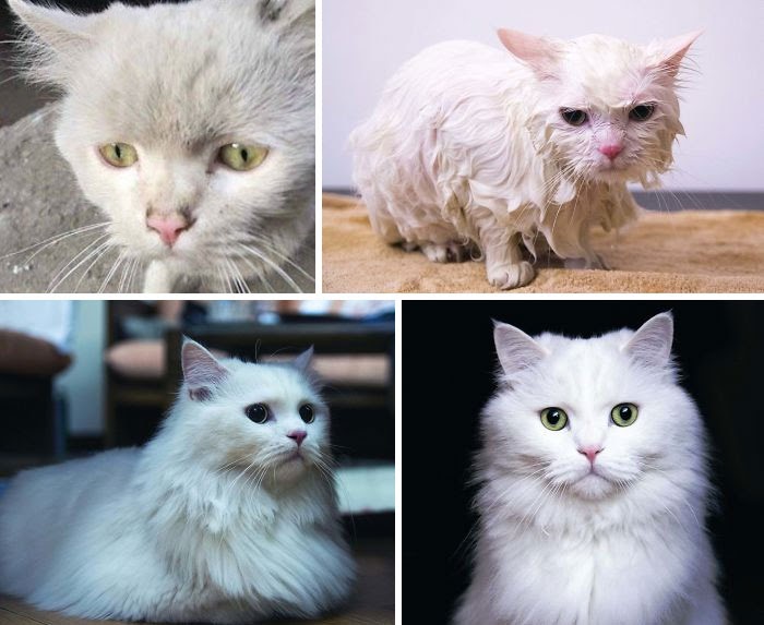 10 Gambar Kucing Before dan After Diadopsi, Beda Banget!