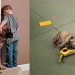 10 Potret Anjing yang Bikin Senyum Gemas sampai Menangis Terharu-cover