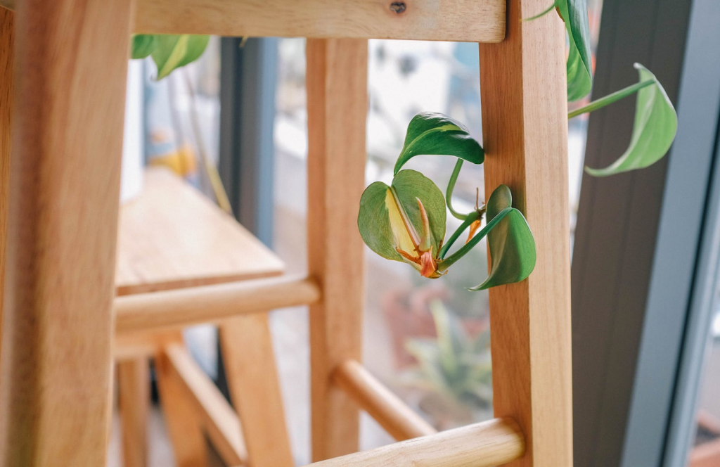 5 Tips Bagi Kamu yang Pertama Kali Mencoba Berkebun di Rumah
