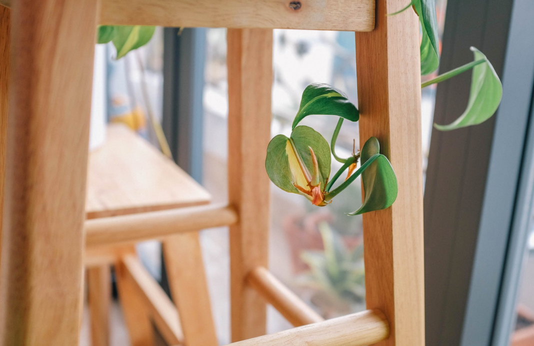 Tips Bagi Kamu Yang Pertama Kali Mencoba Berkebun Di Rumah Portal Wanita Muda