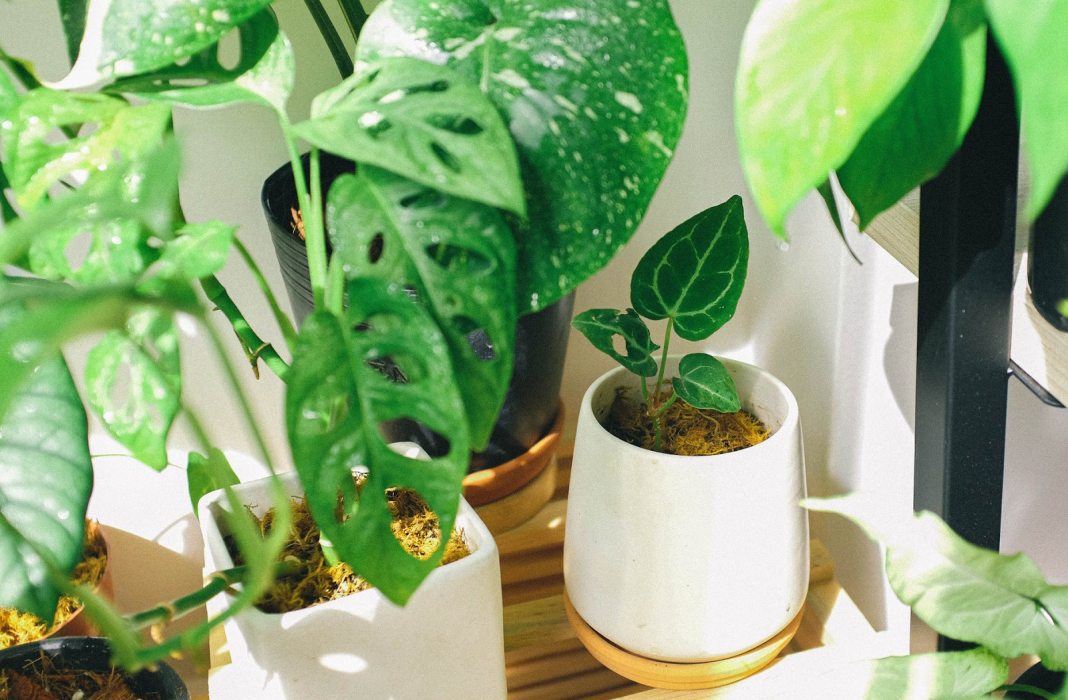 5 Tips Bagi Kamu yang Pertama Kali Mencoba Berkebun di Rumah