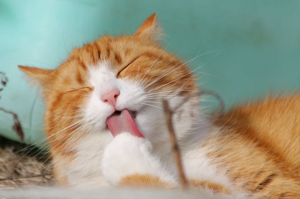5 Cara Mengobati Luka Cakaran Akibat Kucing di Rumah