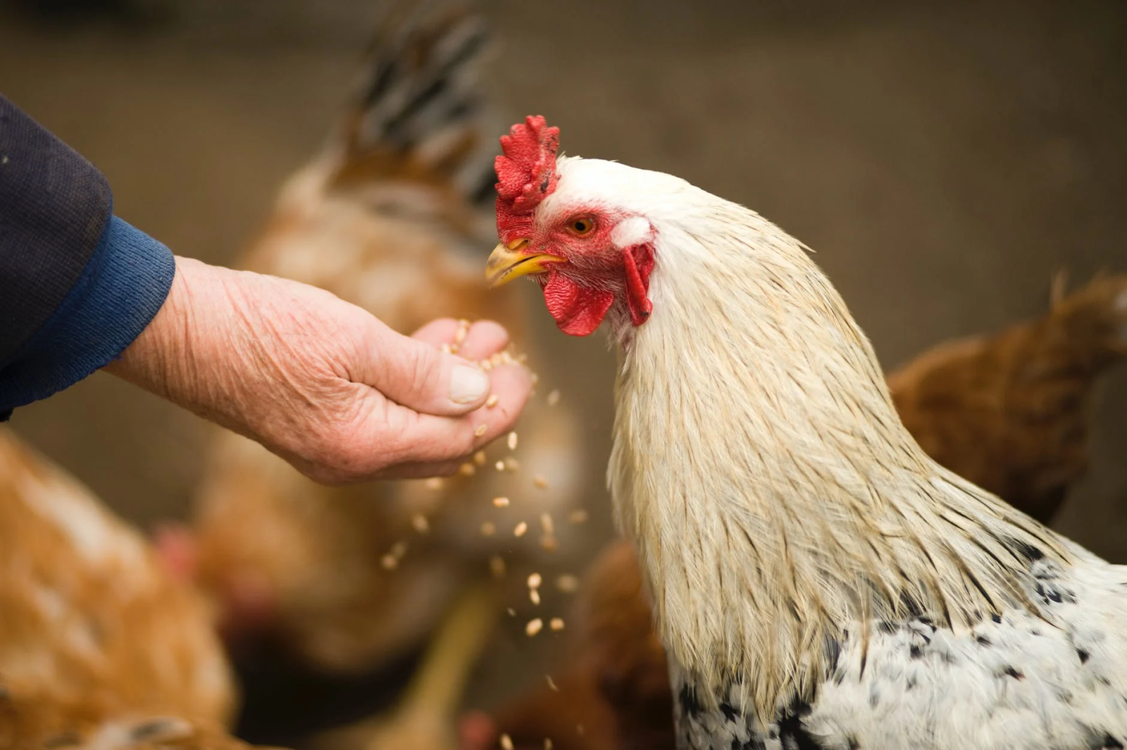 CDC Beri Peringatan Keras Untuk Tidak Memeluk Ayam, Apa Penyebabnya?