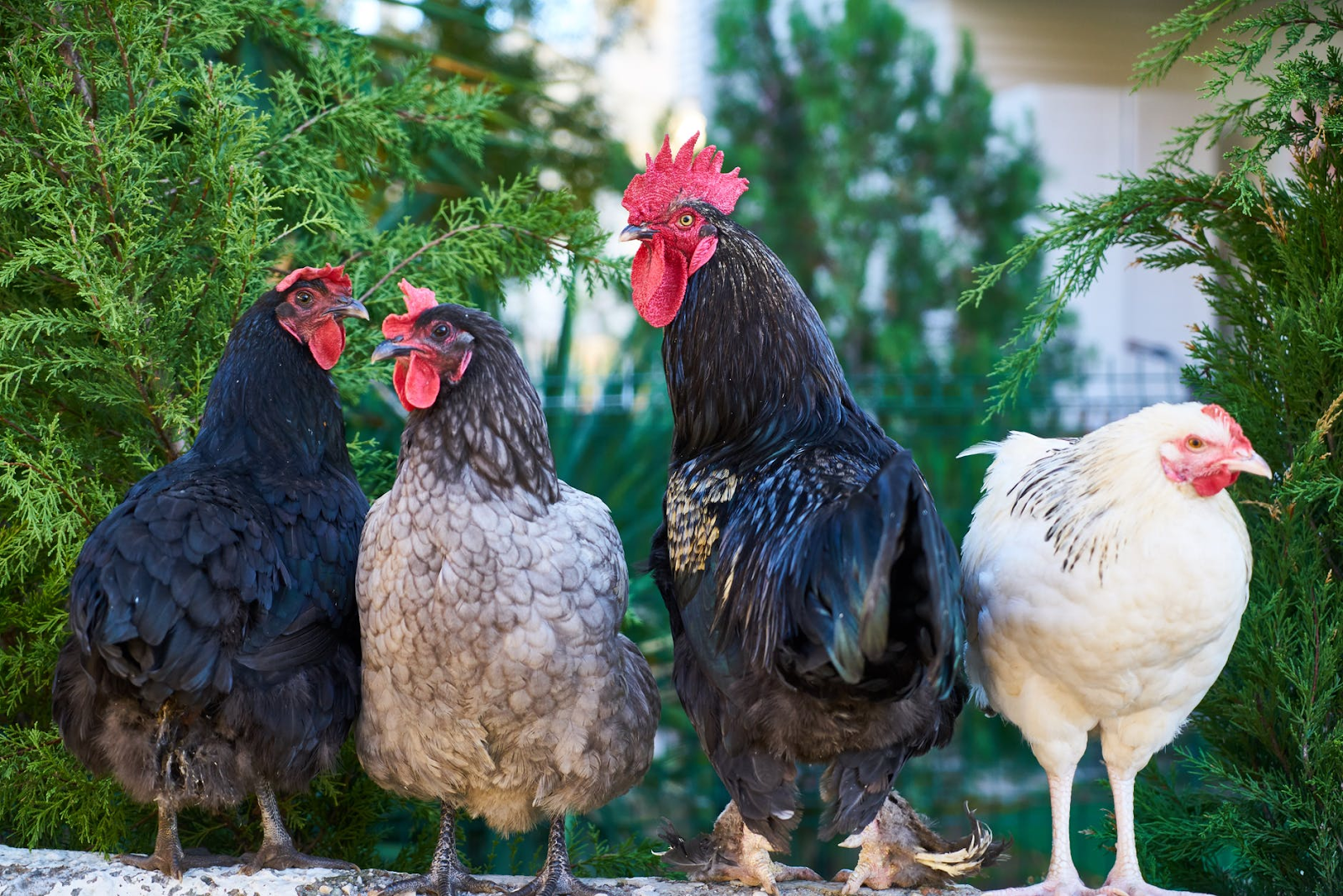CDC Beri Peringatan Keras Untuk Tidak Memeluk Ayam, Apa Penyebabnya?