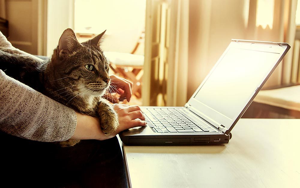 Tips WFH Efektif Tanpa Gangguan Kucing Kesayangan di Atas Laptop
