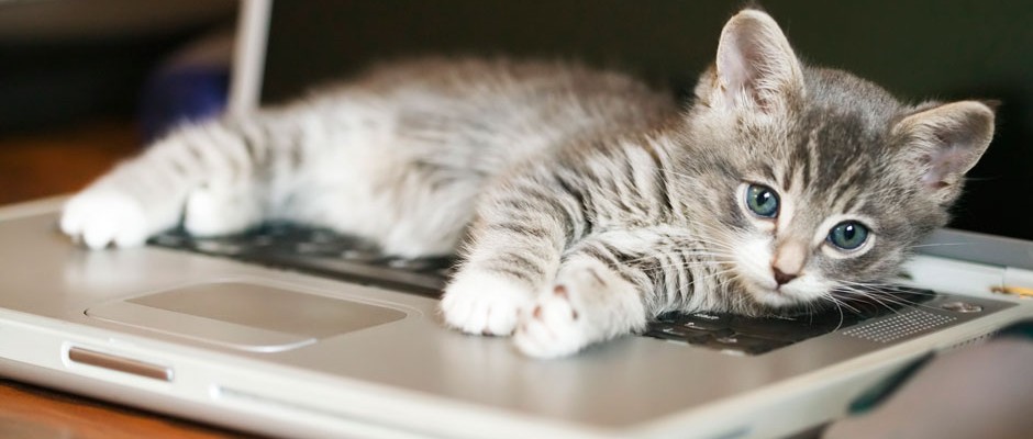 Tips WFH Efektif Tanpa Gangguan Kucing Kesayangan di Atas Laptop