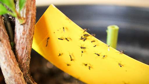 Cara menghilangkan Lalat Buah dan Agas Dari Rumah