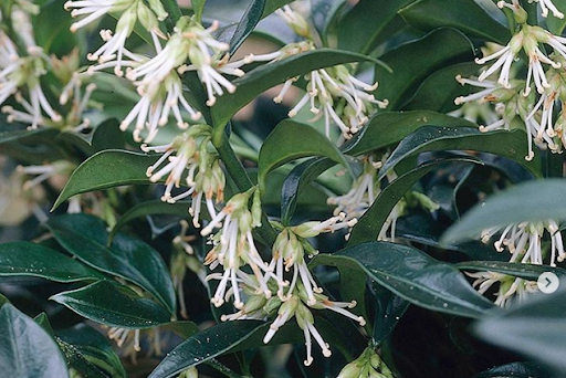 Hirup Aroma Indah dari Bunga-Bunga Berikut di Garden Of Fragrance