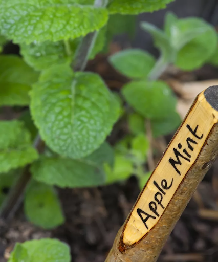 10 Rekomendasi Aromatik Herbal Untuk Kamu Miliki di Kebun