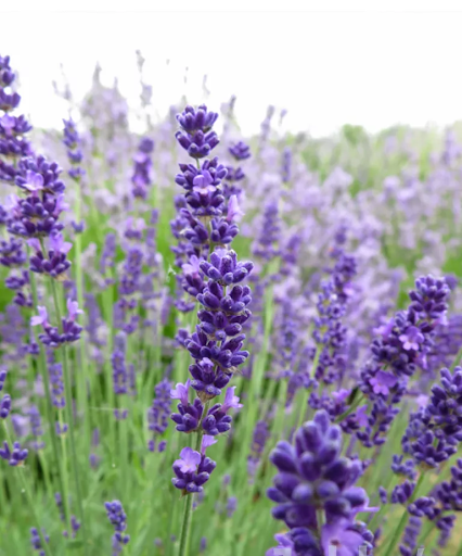 10 Rekomendasi Aromatik Herbal Untuk Kamu Miliki di Kebun