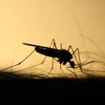 Mengejutkan, Penelitian Terbaru Ungkap Nyamuk Ternyata Menyukai Warna Merah!