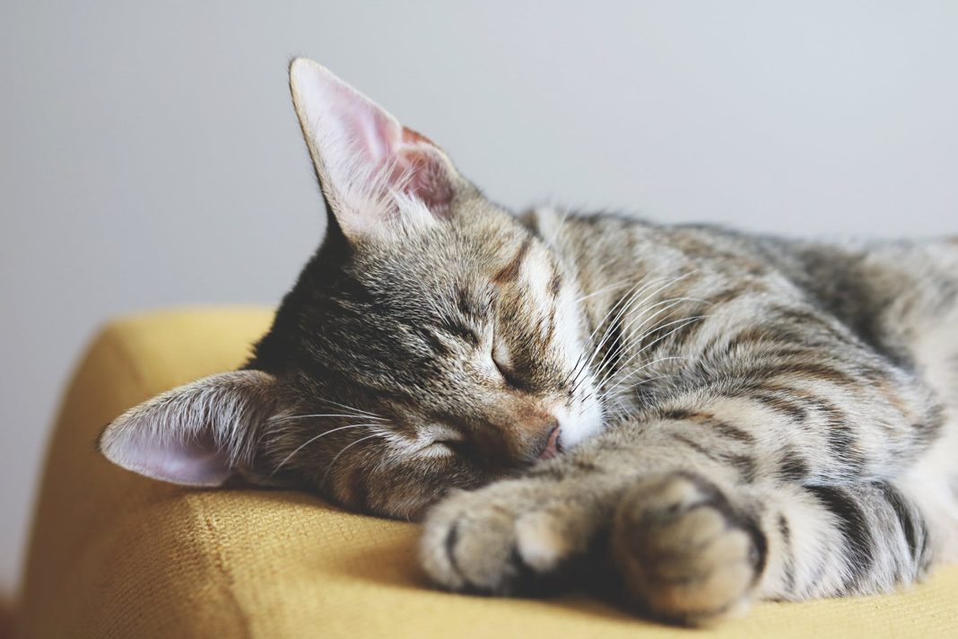 12 Tips Menjaga Sleep Hygiene untuk Tidur yang Lebih Berkualitas!