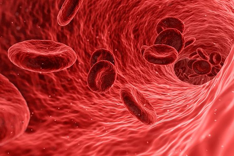 Transfusi Sel Induk Darah yang Menjadi Revolusi Baru Dunia Kedokteran